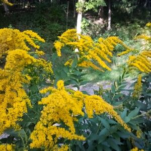 Golden rod plant